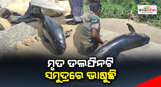 Khabar Odisha:The-dead-dolphin-is-speaking-in-the-sea