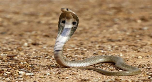 Khabar Odisha:The-death-toll-from-snake-bites-is-increasing