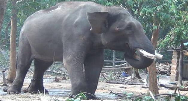 Khabar Odisha:The-elephant-elephant-Nanda-who-lost-his-eyesight-at-the-Chandaka-Sanctuary-has-failed-to-save-his-life-due-to-illness