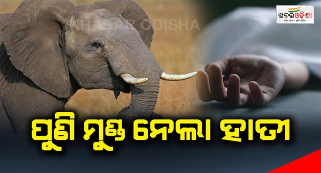 Khabar Odisha:The-elephant-raised-its-head-again
