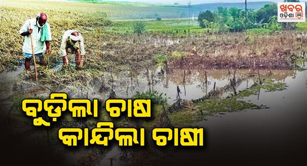 Khabar Odisha:The-farmland-was-submerged-the-farmer-put-his-hand-on-his-head