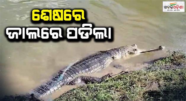 Khabar Odisha:The-fisherman-caught-the-panicked-crocodile