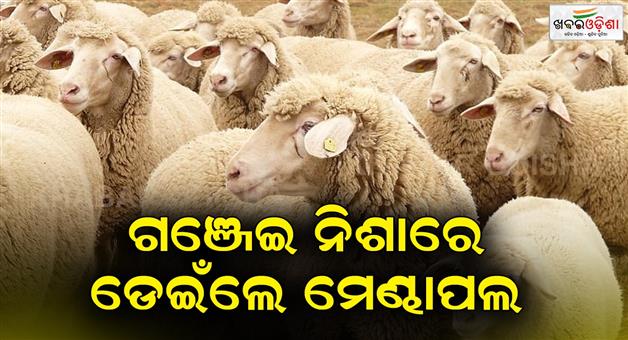 Khabar Odisha:The-flock-of-sheep-became-drunk-after-eating-cannabis