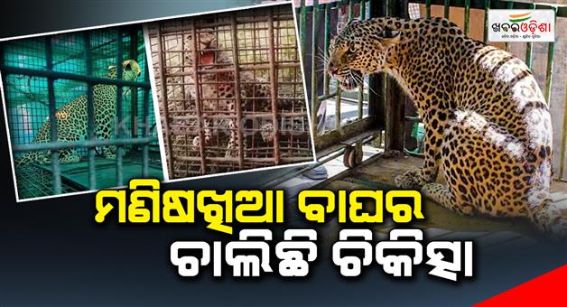 Khabar Odisha:The-man-eating-Tiger-is-undergoing-treatment