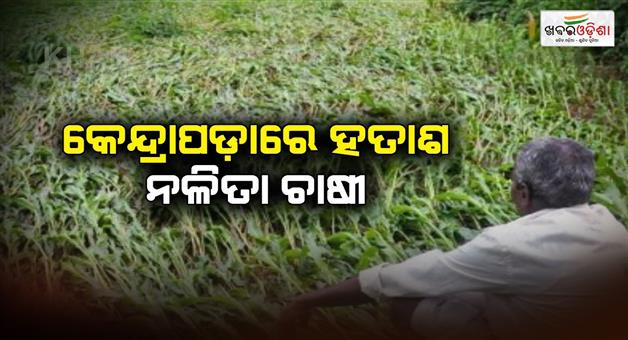 Khabar Odisha:The-nalita-farmers-of-Kendrapara-are-frustrated-due-to-lack-of-sales