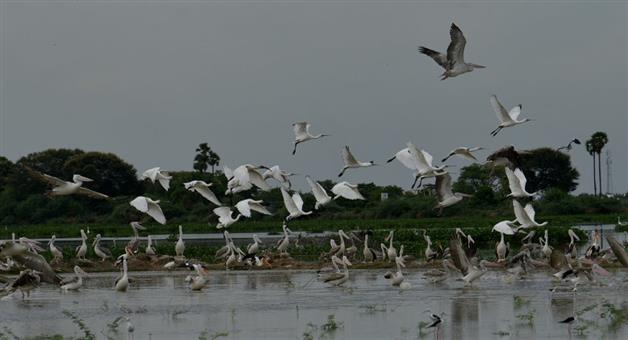 Khabar Odisha:The-number-of--birds-increased-in-the-Bhitarkanika-national-park