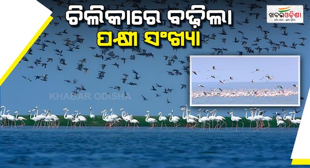 Khabar Odisha:The-number-of-birds-has-increased-in-Chilika-with-more-than-4000-migratory-birds-arriving