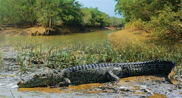 Khabar Odisha:The-number-of-crocodiles-has-increased-in-odisha