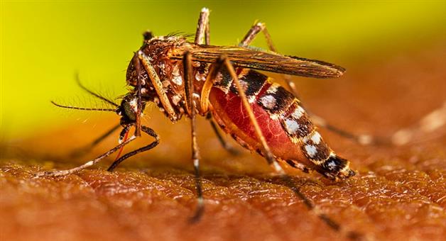 Khabar Odisha:The-number-of-dengue-patients-is-increasing-in-the-capital-48-more-dengue-patients-were-detected-in-24-hours-from-Bhubaneswar
