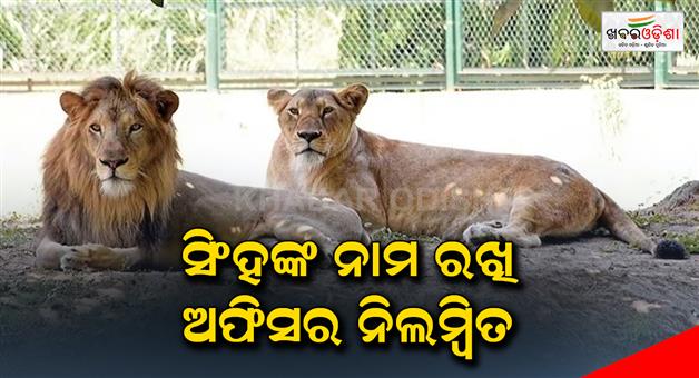Khabar Odisha:The-officer-was-suspended-after-naming-Lions