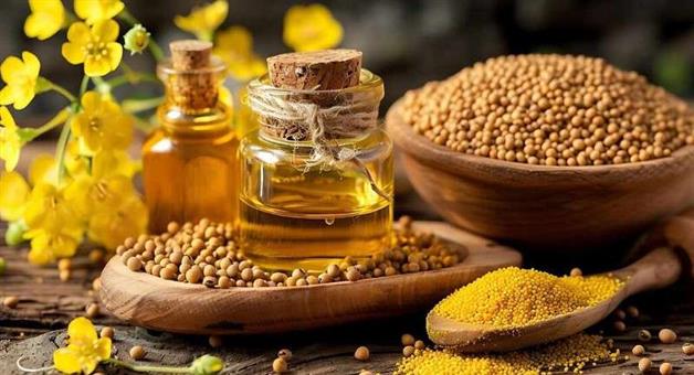 Khabar Odisha:The-price-of-mustard-oil-has-doubled-in-Haryana-know-how-much-it-has-increased-now