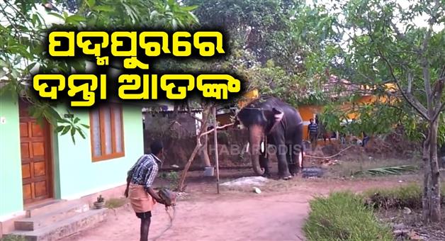Khabar Odisha:The-terror-of-the-tusked-elephants-is-on-the-rise
