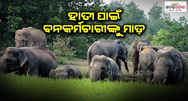 Khabar Odisha:The-villagers-beat-up-the-forester-who-came-to-drive-away-the-elephants