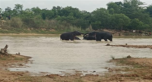 Khabar Odisha:There-are-180-elephants-in-Keonjhar-Bankhand