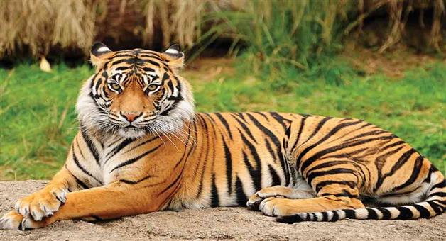 Khabar Odisha:There-are-30-tigers-in-Odisha-forest