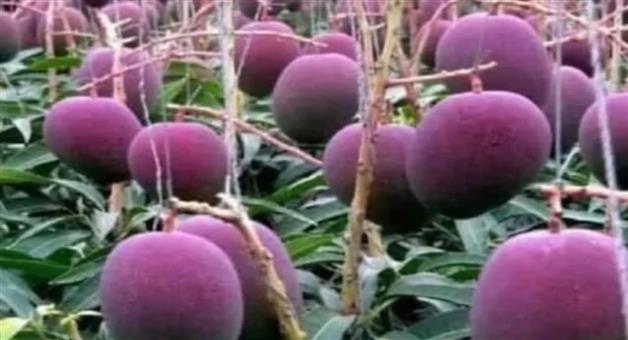 Khabar Odisha:This-mango-is-as-expensive-as-gold