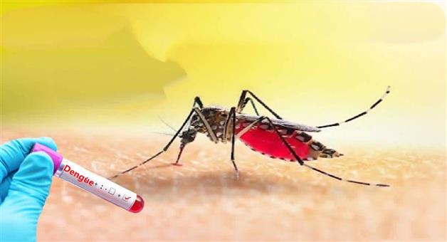 Khabar Odisha:Three-dengue-patients-detected-in-the-Banki-area-Banki-Sub-divisional-Hospital-Superintendent-provides-the-information