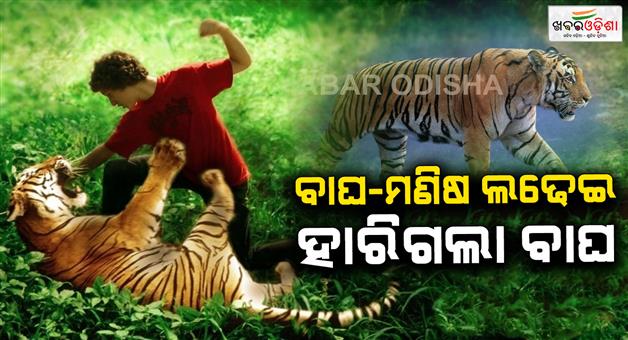 Khabar Odisha:Tiger–Man-Fight-The-Tiger-Lost-the-Man-Won
