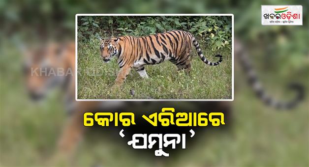 Khabar Odisha:Tiger-Yamuna-wandered-in-the-dense-forest-Information-that-she-is-now-healthy