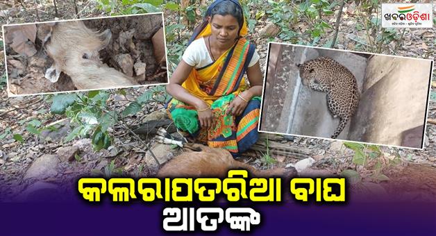 Khabar Odisha:Tiger-Terror-in-Sundargarh