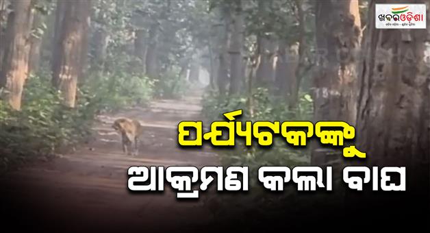 Khabar Odisha:Tiger-attack-on-safari-vehicle-in-Pilibhit-tiger-reserve