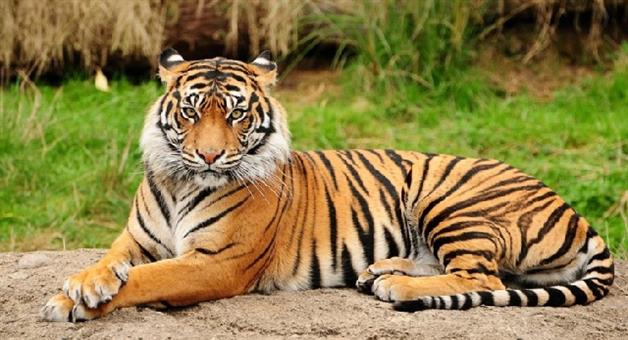 Khabar Odisha:Tiger-count-begins-in-Kuldiha-sanctuary-17-teams-deployed