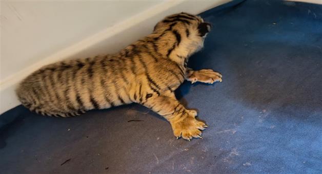 Khabar Odisha:Tiger-cub-dies-at-Nandankanan-tiger-count-drops