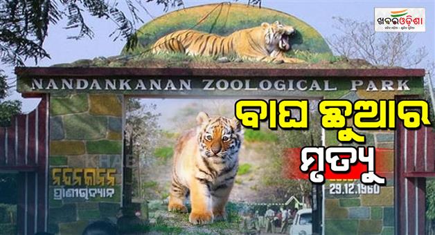 Khabar Odisha:Tiger-cub-dies-in-Nandankanan-zoo