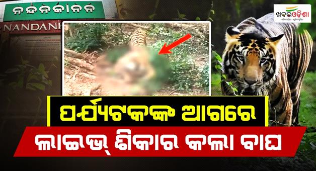 Khabar Odisha:Tiger-hunts-deer-at-Nandankanan-tourists-capture-live-video