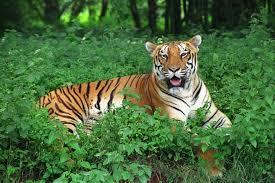 Khabar Odisha:Tiger-population-has-decreased--in-Satakosia