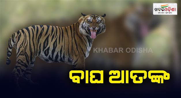 Khabar Odisha:Tiger-terror-in-Gajapati