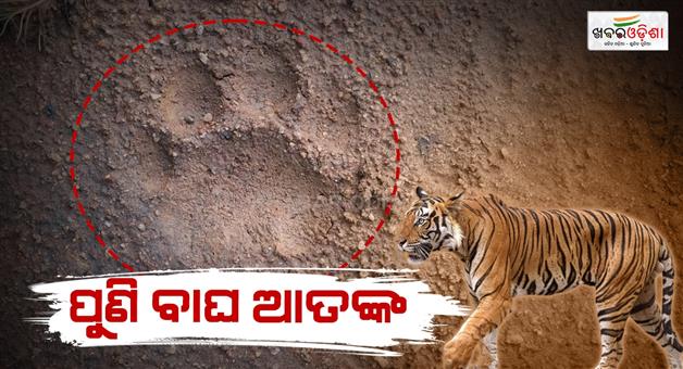 Khabar Odisha:Tiger-terror-in-Kamakshyanagar