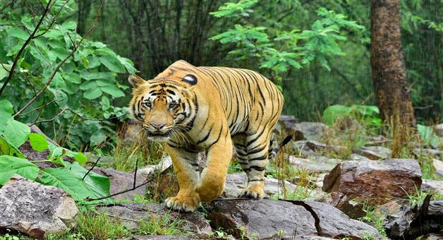 Khabar Odisha:Tiger-terror-in-Nabarangpur