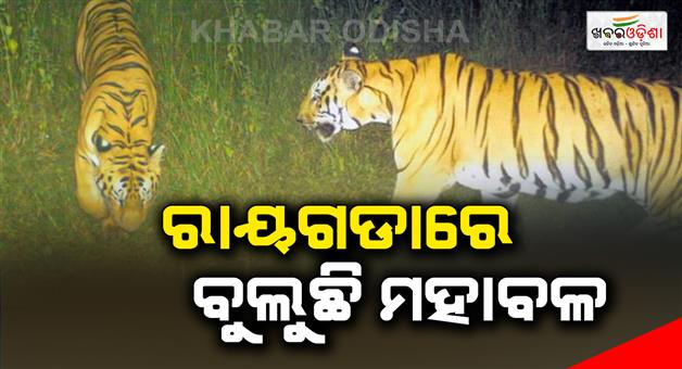 Khabar Odisha:Tiger-terror-in-Rayagada-after-Gajapati