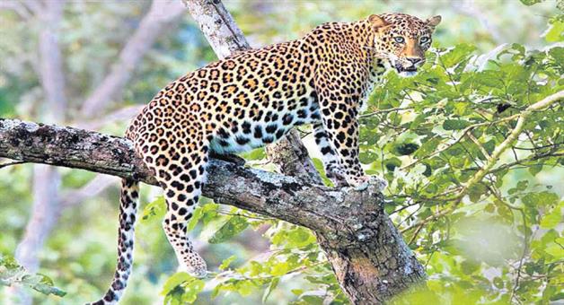 Khabar Odisha:Tiger-terror-in-boudh