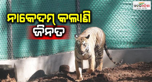 Khabar Odisha:Tigress-Zeenat-On-The-Run-Exhausting-Forest-Officials-Across-Two-States