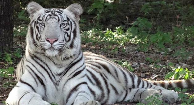 Khabar Odisha:Tigress-sneha-is-no-more