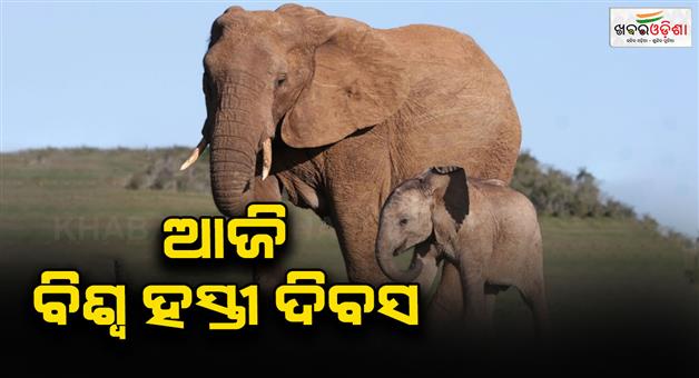 Khabar Odisha:Today-is-World-Elephant-Day-The-purpose-of-this-day-is-to-create-public-awareness-about-elephants