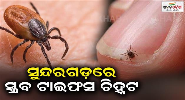 Khabar Odisha:Today-maximum-scrub-typhus-has-been-detected-in-Sundergarh-district