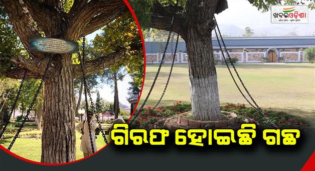 Khabar Odisha:Tree-has-been-arrested