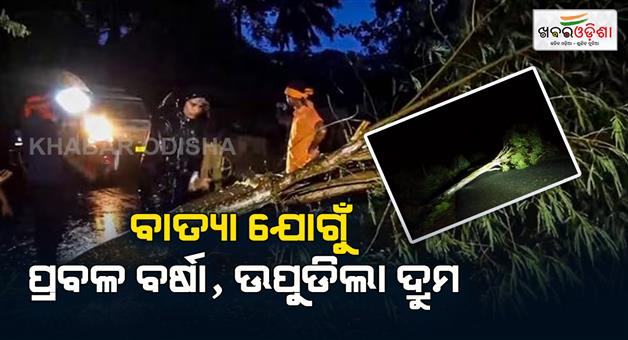 Khabar Odisha:Trees-are-broken-due-to-cyclone-in-Odisha