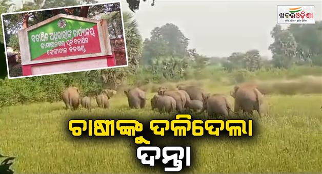 Khabar Odisha:Tusk-killed-farmer-in-dhenkanal