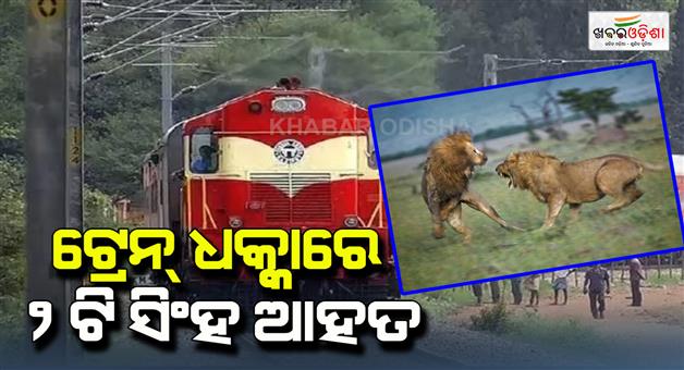 Khabar Odisha:Two-lions-injured-after-colliding-with-train-in-Gujarat