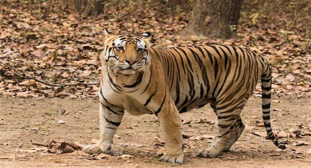 Khabar Odisha:Two-more-tigers-to-be-brought-to-Similipal