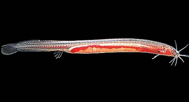 Khabar Odisha:Two-rare-fish-rescued-Scientists-continue-research