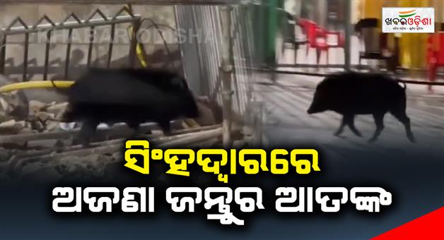 Khabar Odisha:Unknown-animals-in-front-of-srimandir-barricade