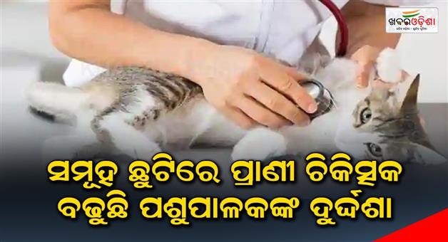 Khabar Odisha:Veterinarians-on-leave-plight-of-animal-husbandry-increasing