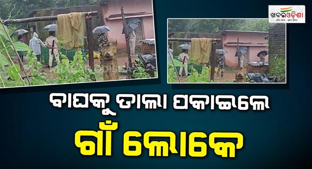 Khabar Odisha:Villagers-in-Khaprakhai-Thakurmunda-Range-cornered-a-tiger