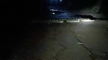 Khabar Odisha:Villagers-terrified-after-spotting-a-crocodile-on-the-village-road