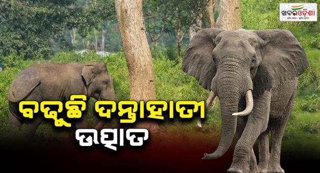 Khabar Odisha:Villagers-worried-about-elephant-poaching-One-dead-one-seriously-injured